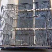 مرغ عشق هلندی|پرنده|اندیمشک, |دیوار