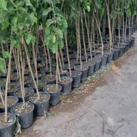 مرکبات بادام فندق انار انجیر نهال درخت نهالستان