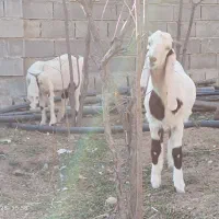 بز پاکستانی