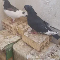 بدلیجات|بدلیجات|فسا, |دیوار