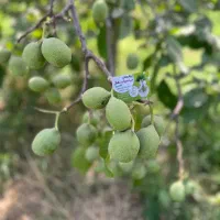 پیشفروش نهال گردو فرنور|خدمات باغبانی و درختکاری|شاهرود (اردبیل), |دیوار