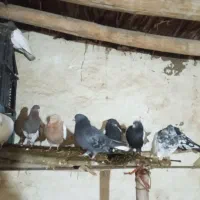 یک لانه کبوتر|پرنده|چهاربرج, |دیوار