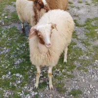 گوسفند بره
