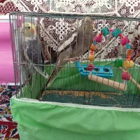 یک جفت عروس هلندی مولد با یک جوجه هفت ماهه|پرنده|کبودرآهنگ, |دیوار