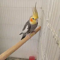 عروس هنلدی اصیل