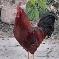 خورش زیبا هلندی