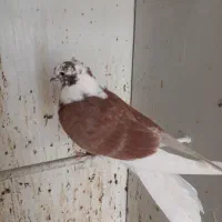 جوجه کبوتر پشت دار قرمز دم سفید پرشی|پرنده|تهران, هفده شهریور|دیوار