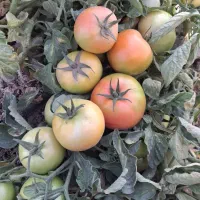 اجاره زمین کشاورزی