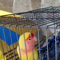 طوطی برزیلی نر|پرنده|قزوین, |دیوار