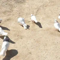 کبوتر طوقی|پرنده|تهران, شکوفه|دیوار