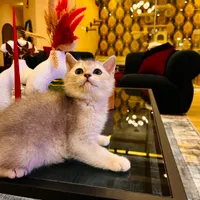 عروسک های واقعی