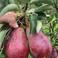 آغاز پیشفروش نهال گلابی انجو دوساله|خدمات باغبانی و درختکاری|ویسیان, |دیوار