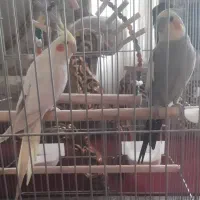 عروس هلندی نر و ماده