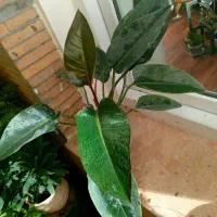 آنلاین شاپ گل|گل و گیاه طبیعی|گلبهار, شهر جدید گلبهار|دیوار