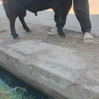 قوچ شیشک قره قزل