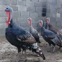 فروش تخم بقلمون نطفه دار|حیوانات مزرعه|تاکستان, |دیوار