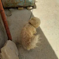 سگ پاپی|سگ|جونقان, |دیوار