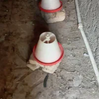 مرغ|حیوانات مزرعه|قرچک, باقرآباد|دیوار