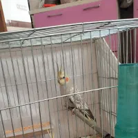 عروس هلندی لوتینو