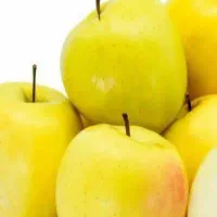 تولید نهال سیب زرد فرانسه