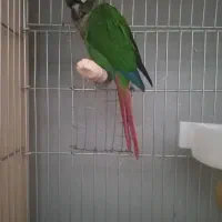 طوطی|پرنده|محمدشهر, شهرک پیام (مهرالبرز)|دیوار