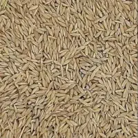 جو بهاره درجه یک