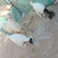 بز با دو کره ماده|حیوانات مزرعه|کرمان, |دیوار