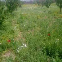 علف|خدمات باغبانی و درختکاری|بوکان, |دیوار