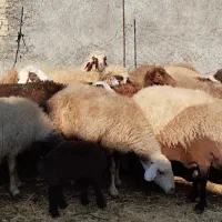 ۱۵عدد میش مهربان افشار سنگین وزن