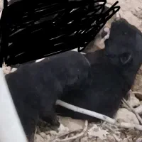 واگذاری رایگان دوعدد توله سگ ماده افغان