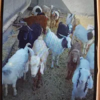 فروش ۲۰راس بزغاله نروماده ،جفتی ۴۵کیلو|حیوانات مزرعه|فرمهین, |دیوار