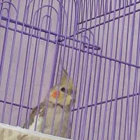 طوطی عروس من سمت مهرگان گل سرخ گم شده