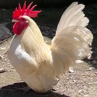 خروس جاپنیز