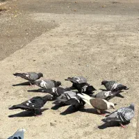 کبوتر مسافتی وارداتی
