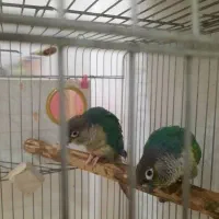 جفت گرینچیک تراکوییس یلوساید بالغ اماده مست|پرنده|گلستان (تهران), |دیوار