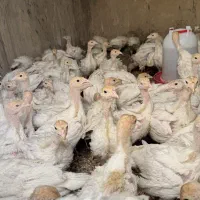 نیمچه بوقلمون بیوتی