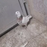 طوقی|پرنده|لنجان, |دیوار