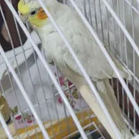 عروس هلندی|پرنده|اهر, |دیوار