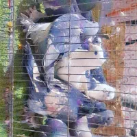 کفتر|پرنده|دهدشت, |دیوار