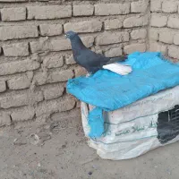 دم سفید ماده|پرنده|دزفول, |دیوار