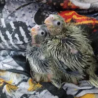 جوجه عروس هلندی 20روزه 380