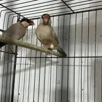 فنچ نرگسی شکلاتی