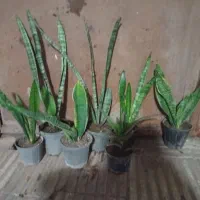 گل سانسوریا دونه ۶۰