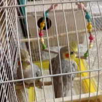 عروس هلندی