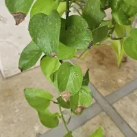 باغبان نیازمندم