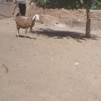 میش چینی دانه ۲۲ملیون هست کیلو ۴۱۰میدم