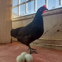 مرغ دورگه لاکندزی با تخم سبز ابی