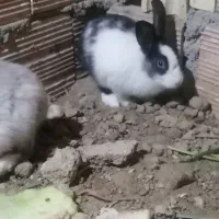 خرگوش|موش و خرگوش|گرگان, |دیوار