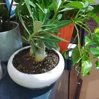 ادنیوم|گل و گیاه طبیعی|قم, علی آباد سعدگان|دیوار