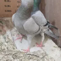 نر سبز خودمونی و ماده خاری خودمونی
